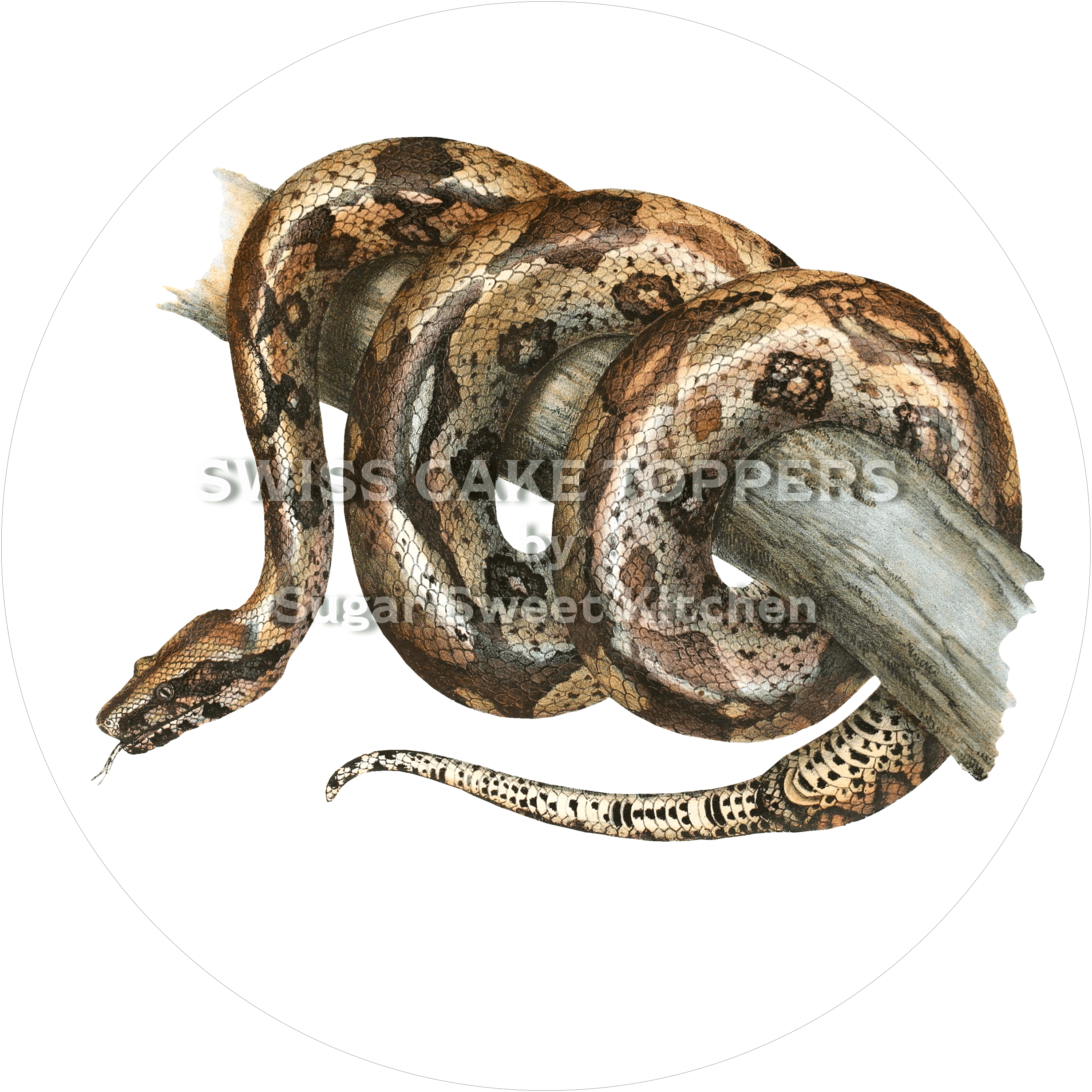 Wundervoller Schlangen-Tortenaufleger5 - personalisierbar - Fondant- Torten- & Cupcakeaufleger Sugar Sweet Kitchen